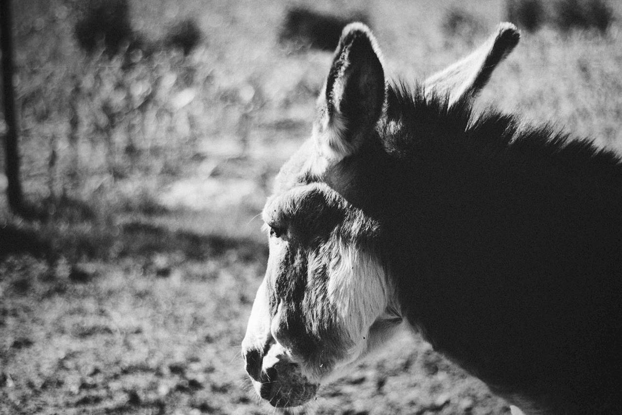 San Liberale ルレ アグリトゥリースティコ オルムサニヴィラ エクステリア 写真